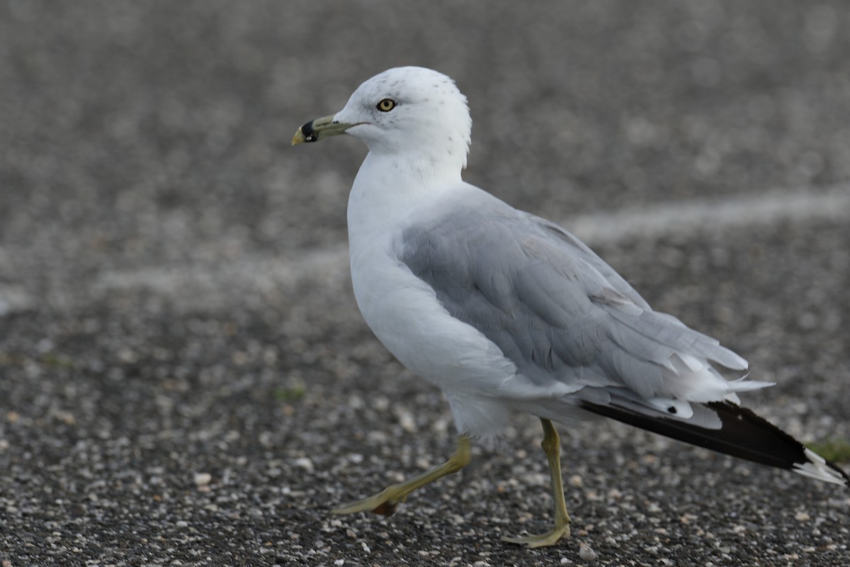 Ring-billed Gull - ML622396867