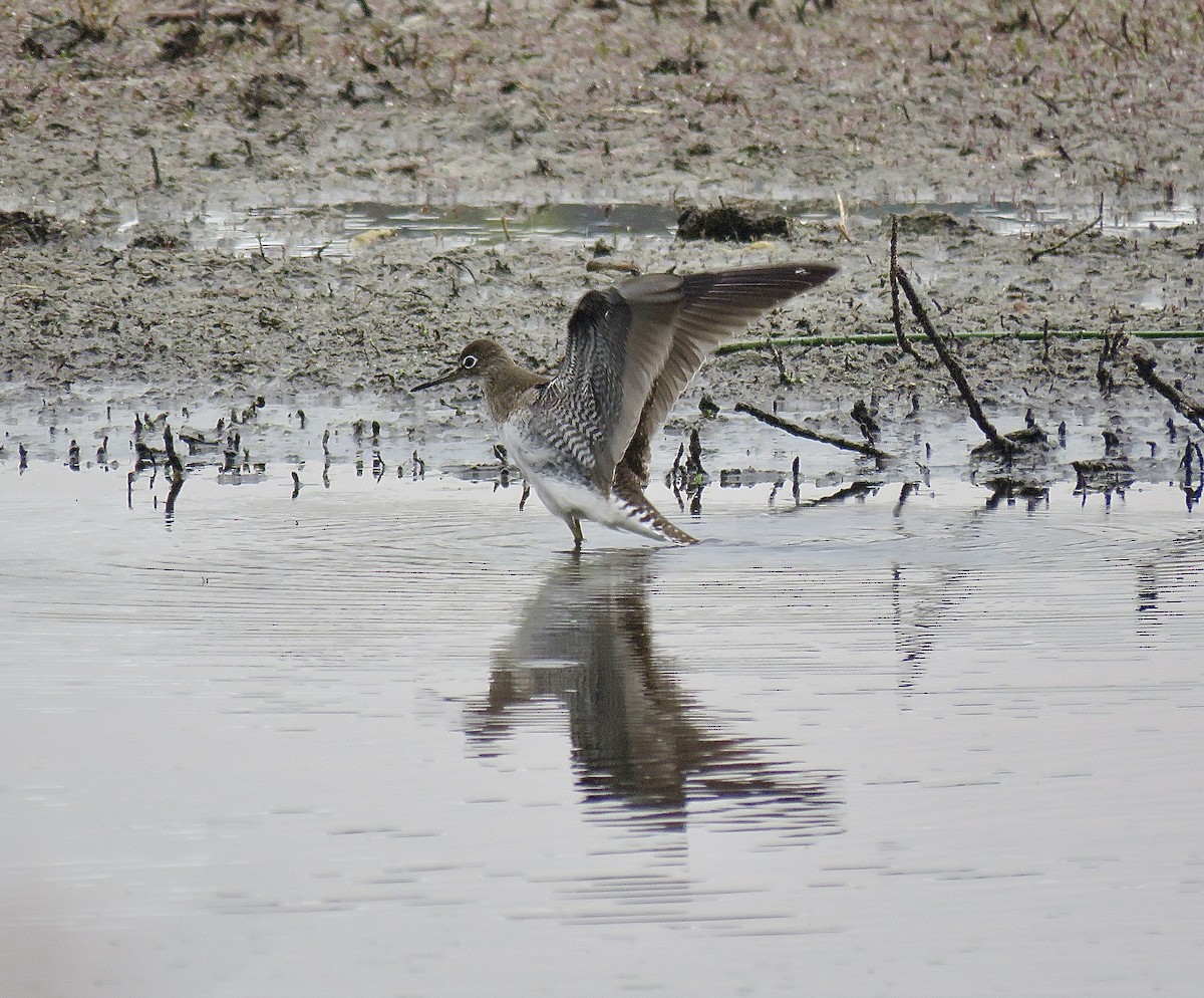 Solitary Sandpiper - ML622396950