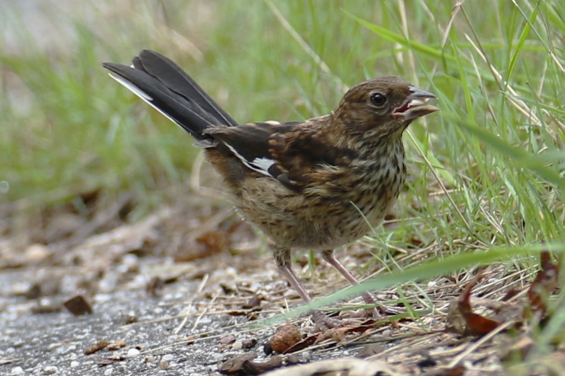 Eastern Towhee - ML622396958