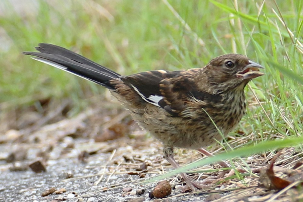 Eastern Towhee - ML622396961