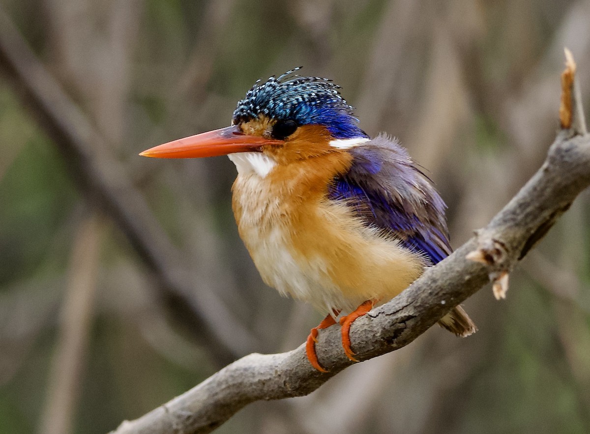 Malachite Kingfisher - ML622396971