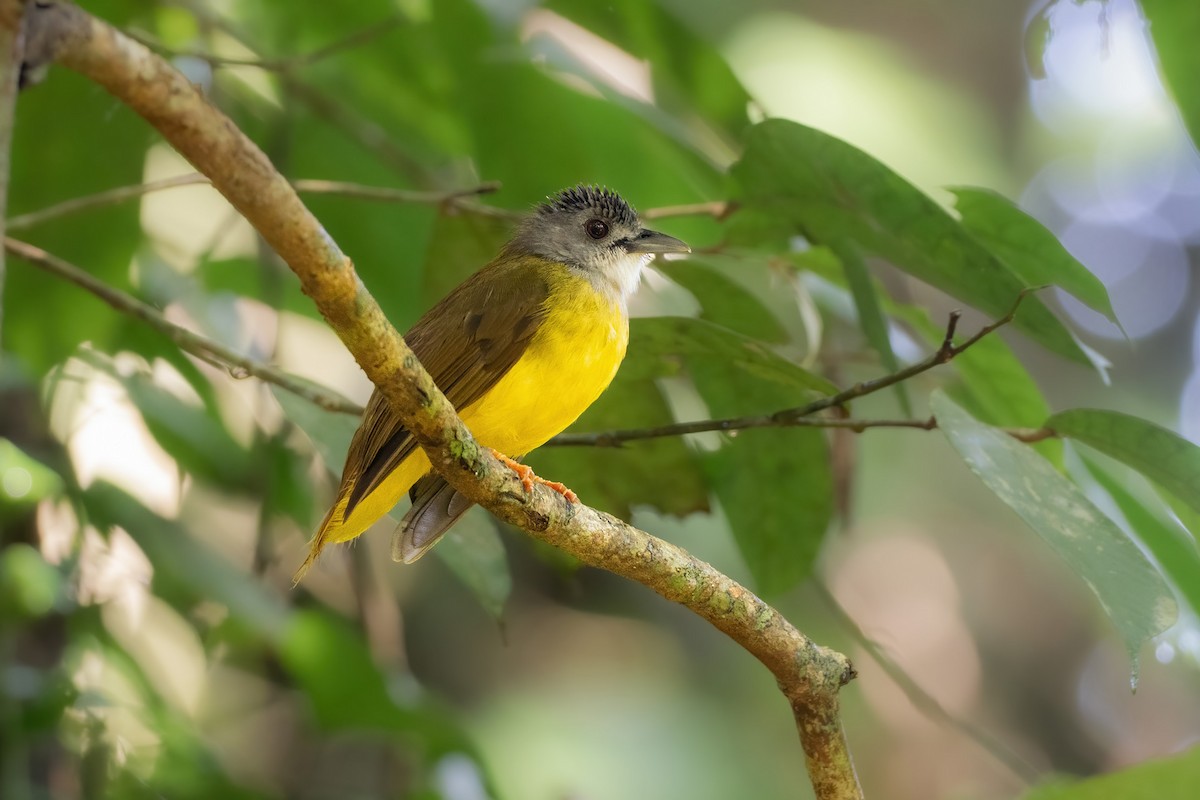 Yellow-bellied Bulbul - Yeray Seminario