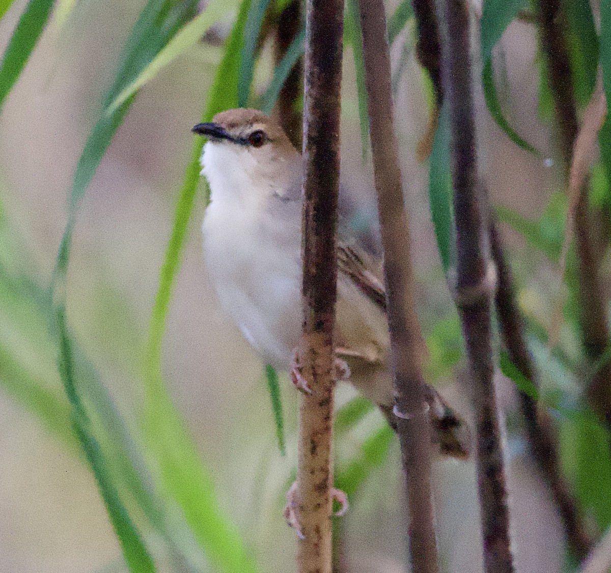 Kilombero Cisticola - ML622397020