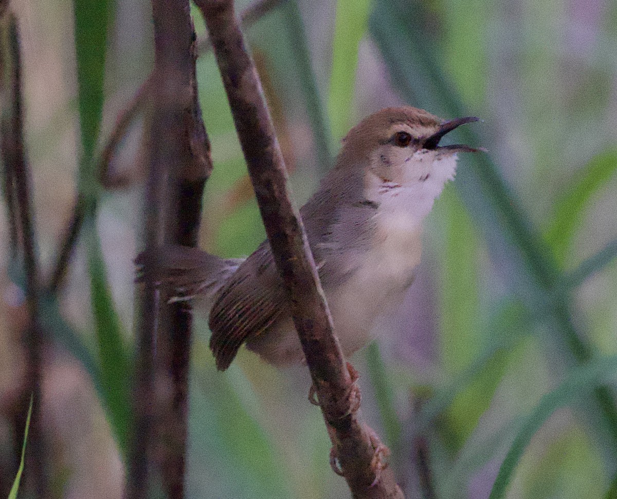 Kilombero Cisticola - ML622397021