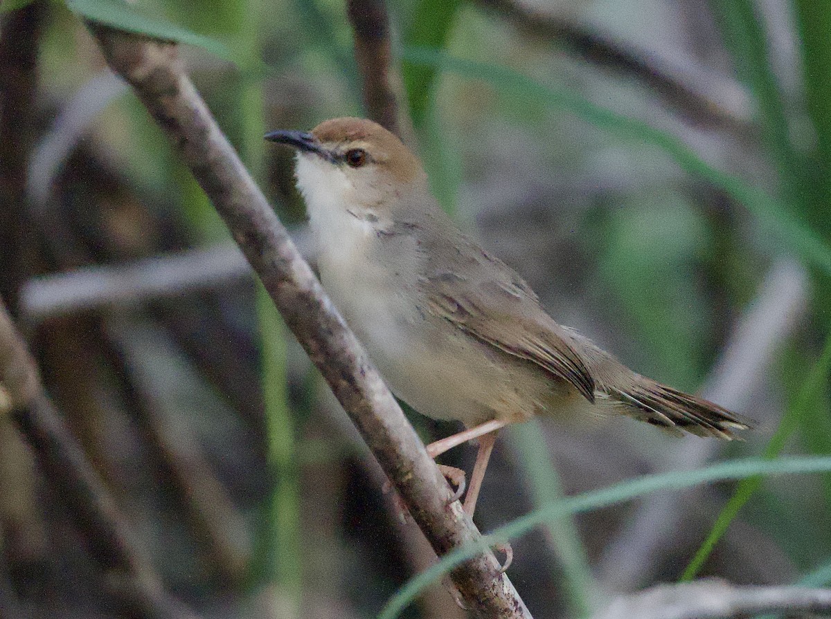 Kilombero Cisticola - ML622397022