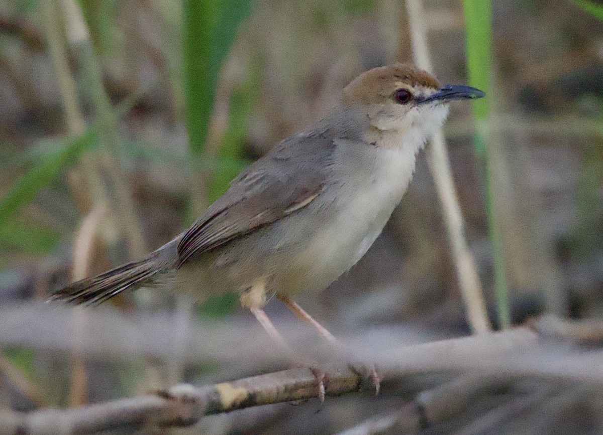 Kilombero Cisticola - ML622397023