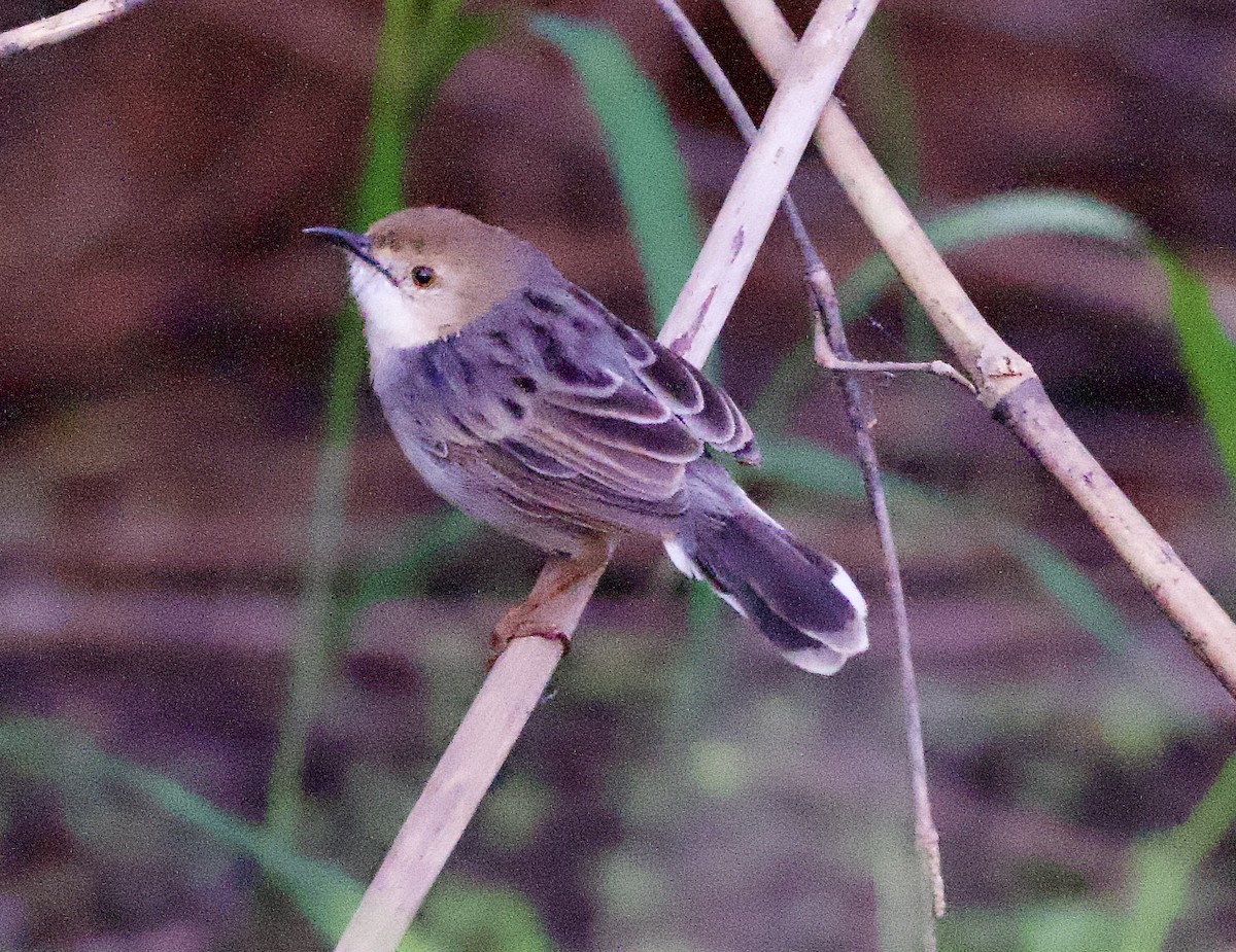 White-tailed Cisticola - ML622397039