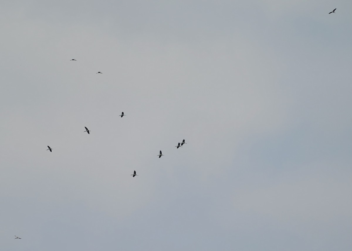 Wood Stork - ML622397093