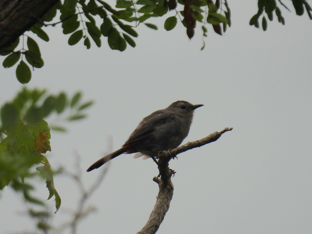 Pájaro Gato Gris - ML622397096