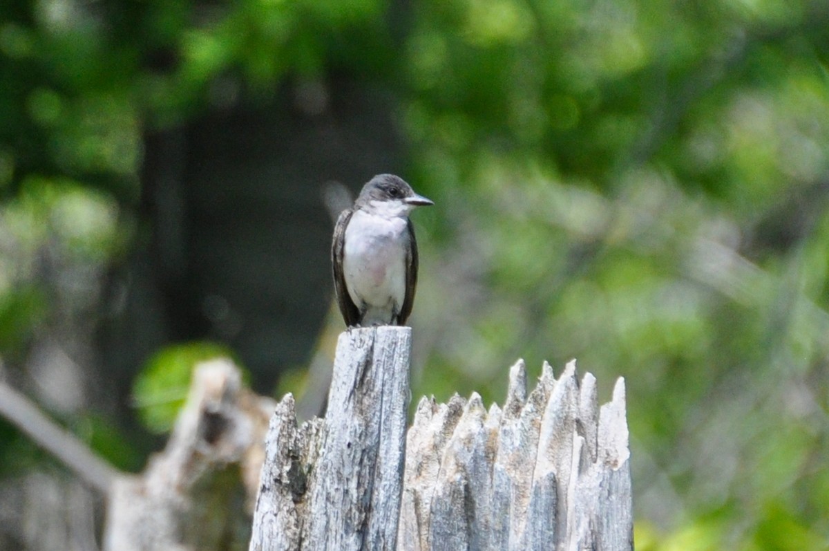 Eastern Kingbird - ML622397116