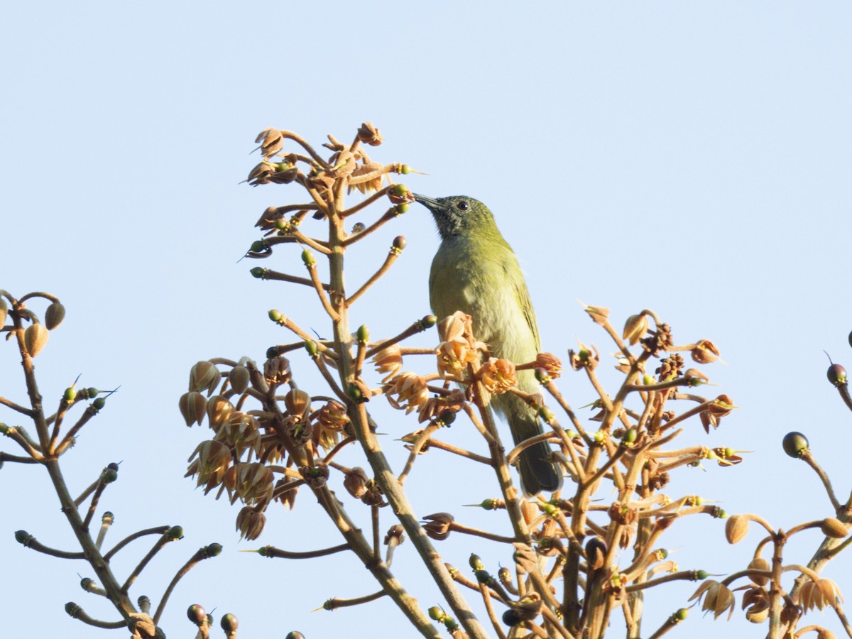 Sunda Honeyeater - ML622397144