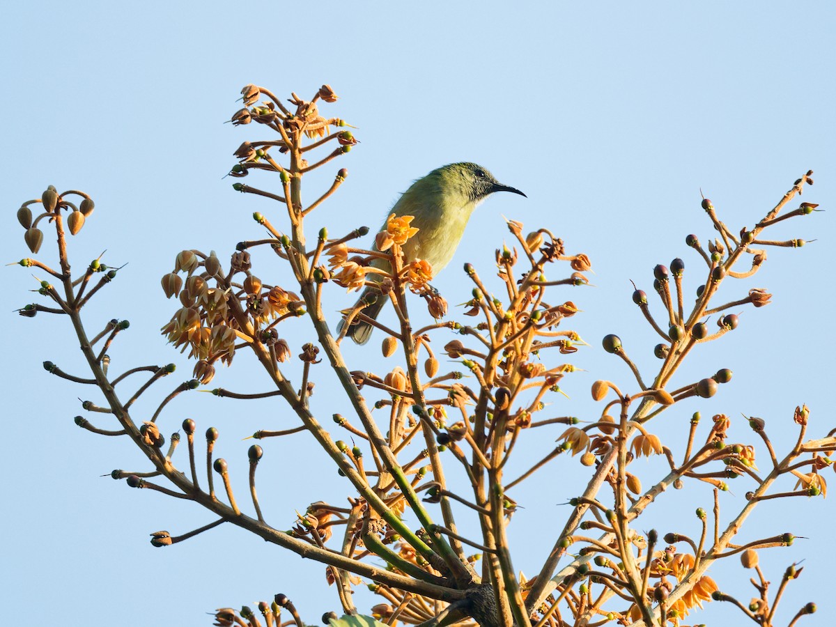 Sunda Honeyeater - ML622397145