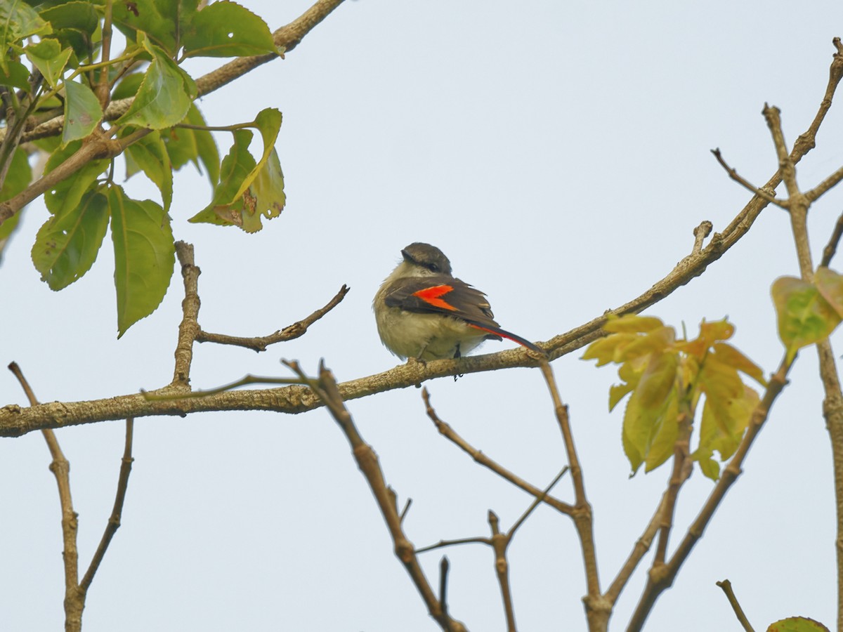 Flores Minivet - ML622397146