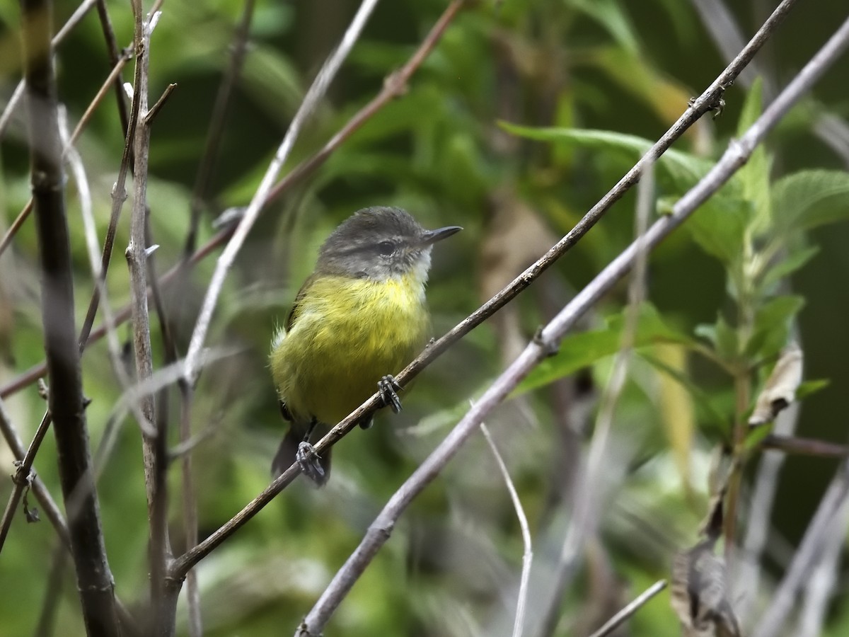 Timor Leaf Warbler - Oleg Chernyshov