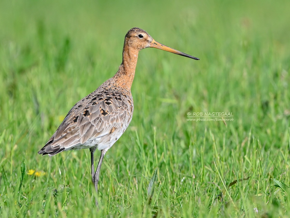 Морин цууцал - ML622397182