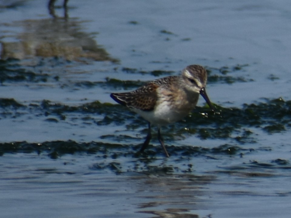 Bergstrandläufer - ML622397273