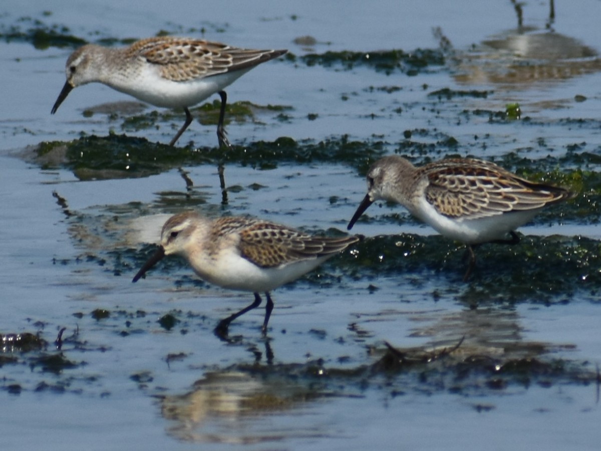 Bergstrandläufer - ML622397274