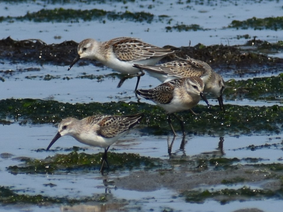 Bergstrandläufer - ML622397275