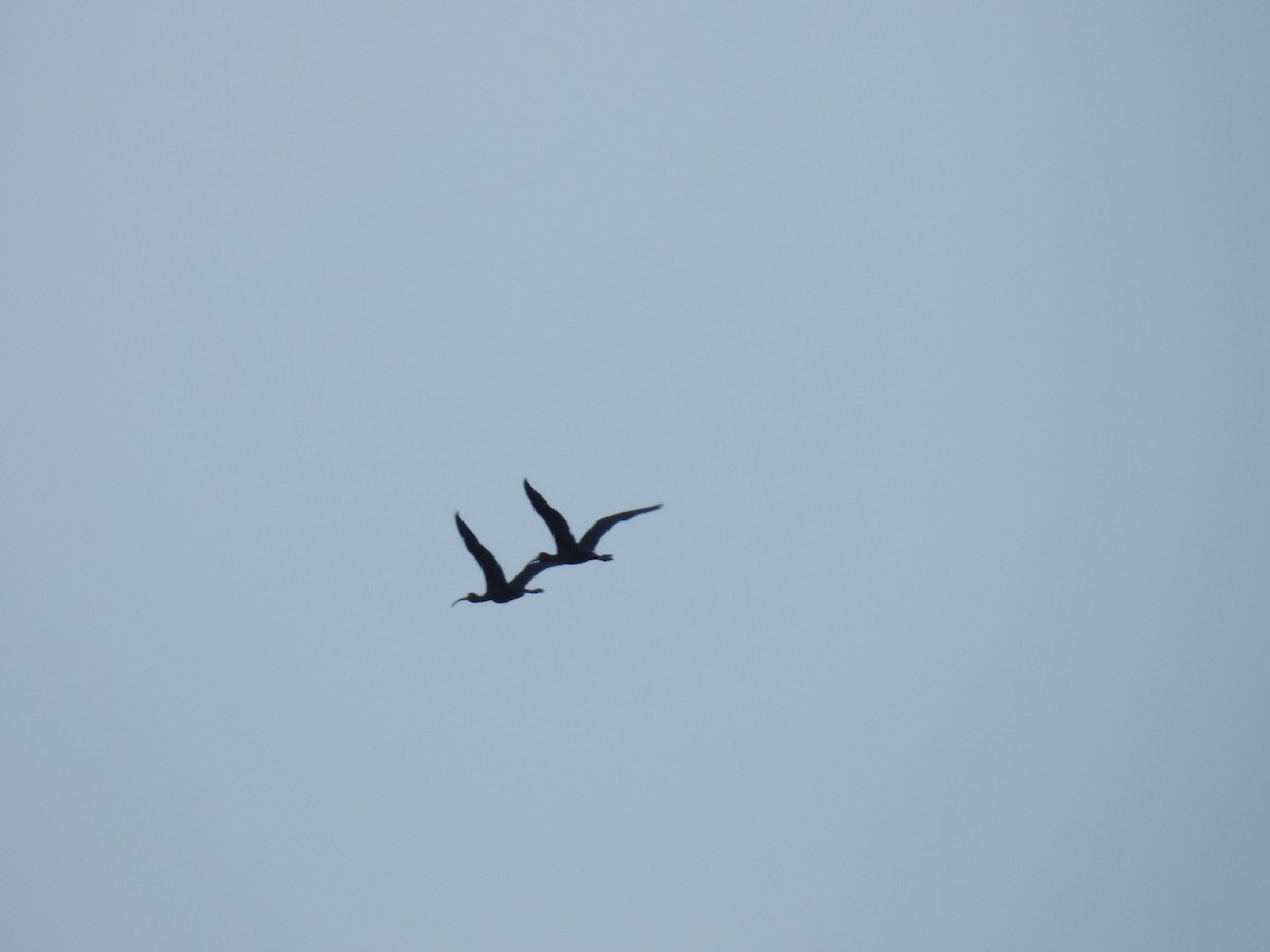 Гялаан билүүс - ML622397284