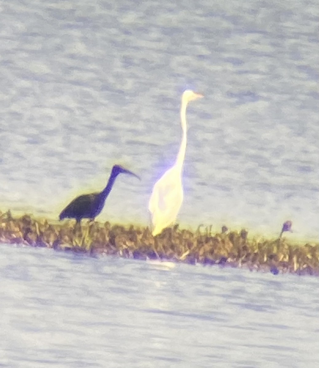 Glossy Ibis - ML622397291