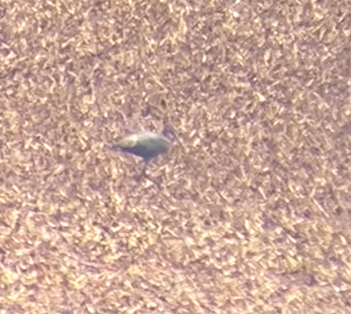 Glossy Ibis - ML622397292