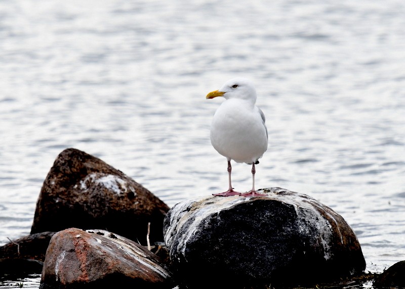 Gaviota Argéntea (americana) - ML622397338