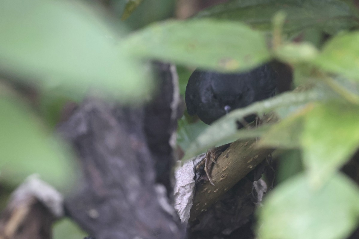 Trilling Tapaculo - ML622397440