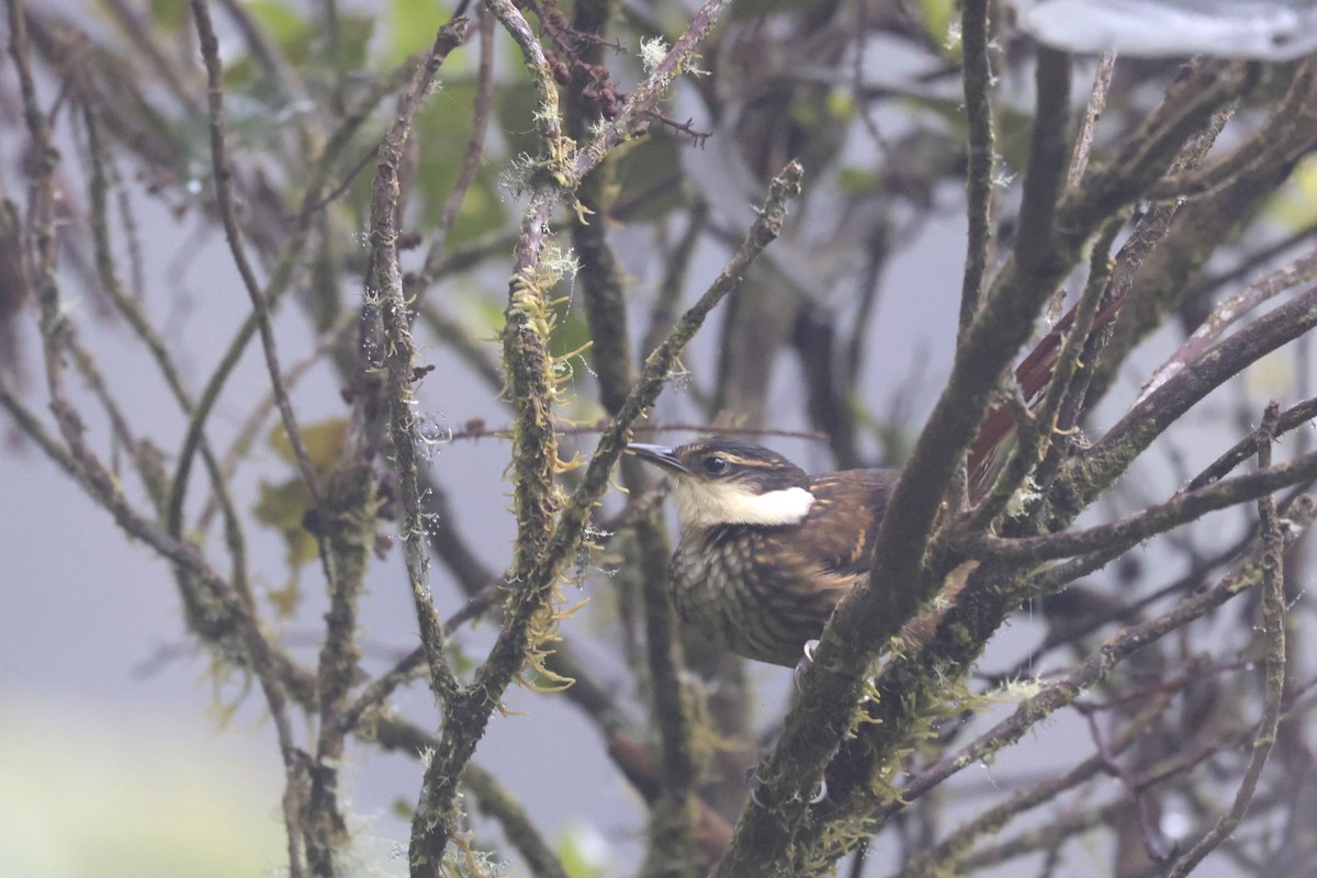 Streaked Tuftedcheek - ML622397459