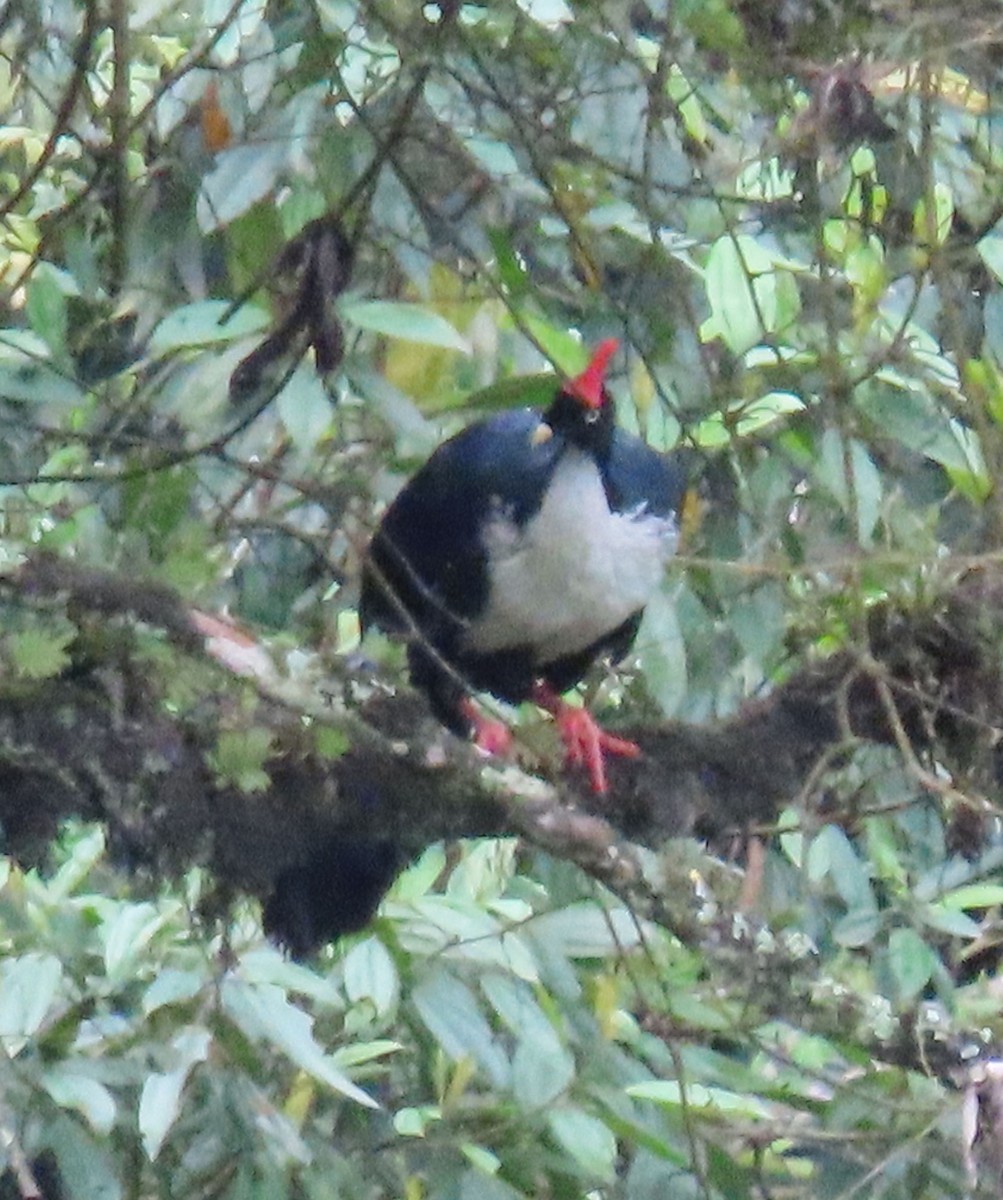 Horned Guan - ML622397522