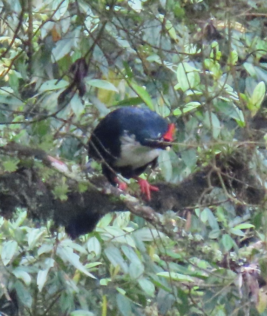 Horned Guan - ML622397523