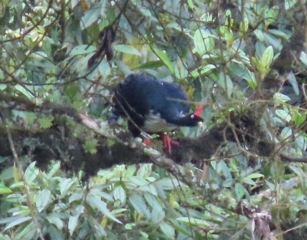 Horned Guan - ML622397524