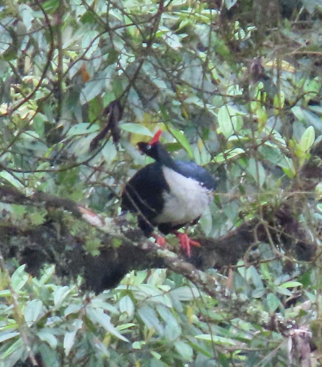 Horned Guan - ML622397525