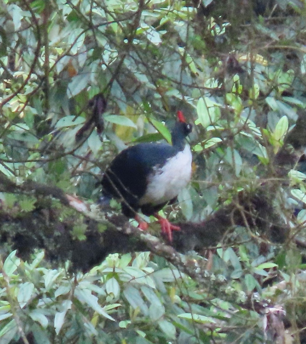 Horned Guan - ML622397526