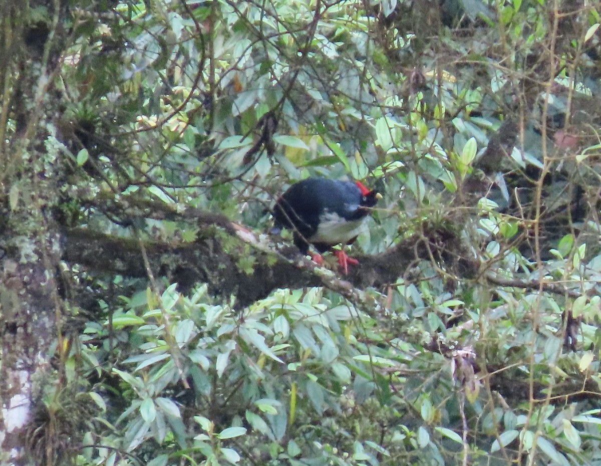 Horned Guan - ML622397527