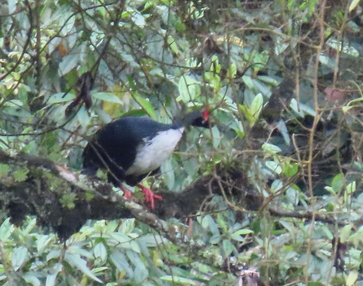 Horned Guan - ML622397528