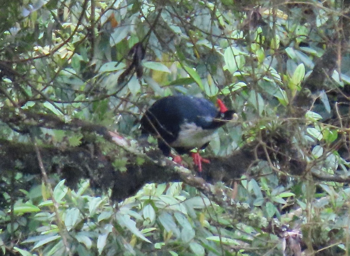 Horned Guan - ML622397529