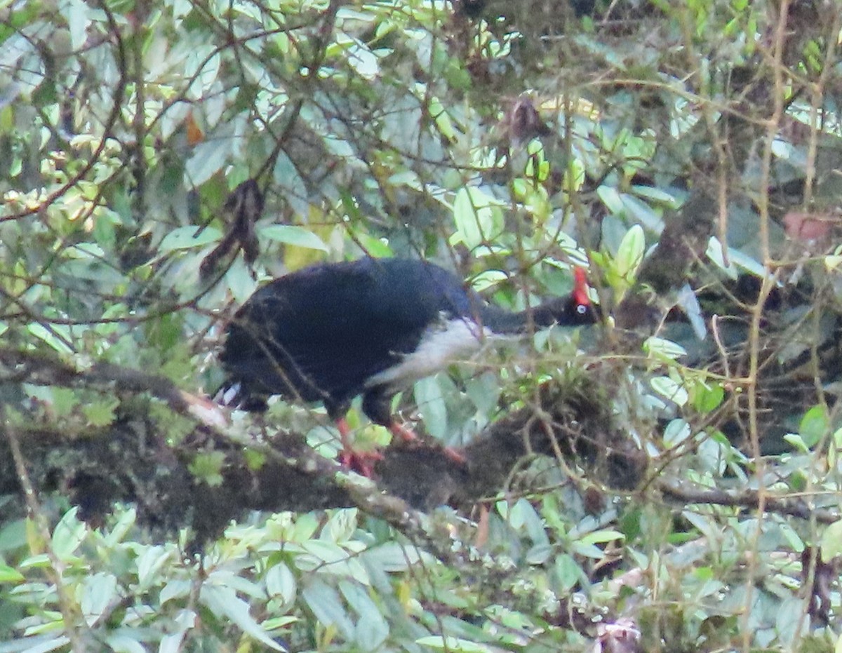 Horned Guan - ML622397530