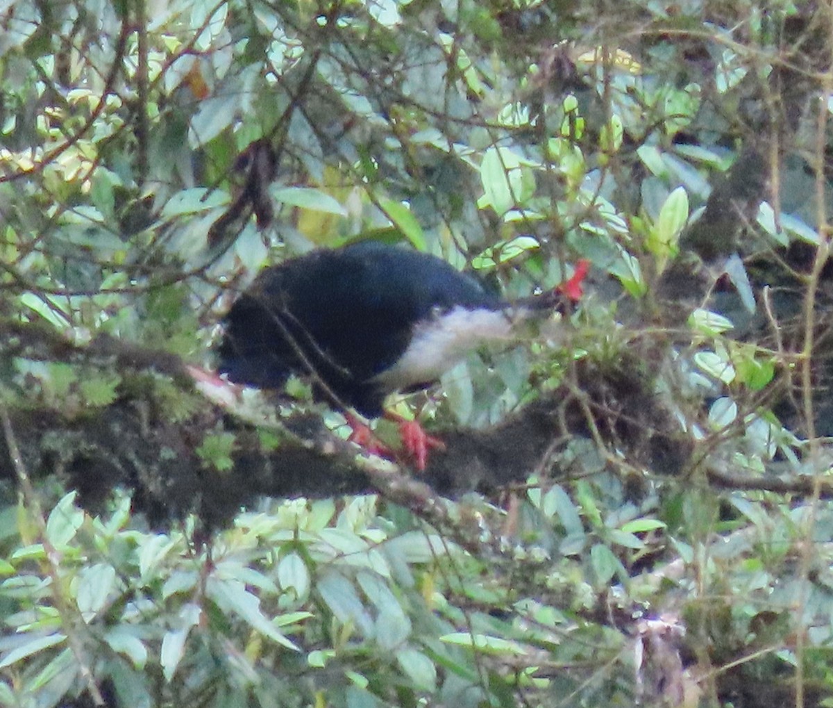 Horned Guan - ML622397531