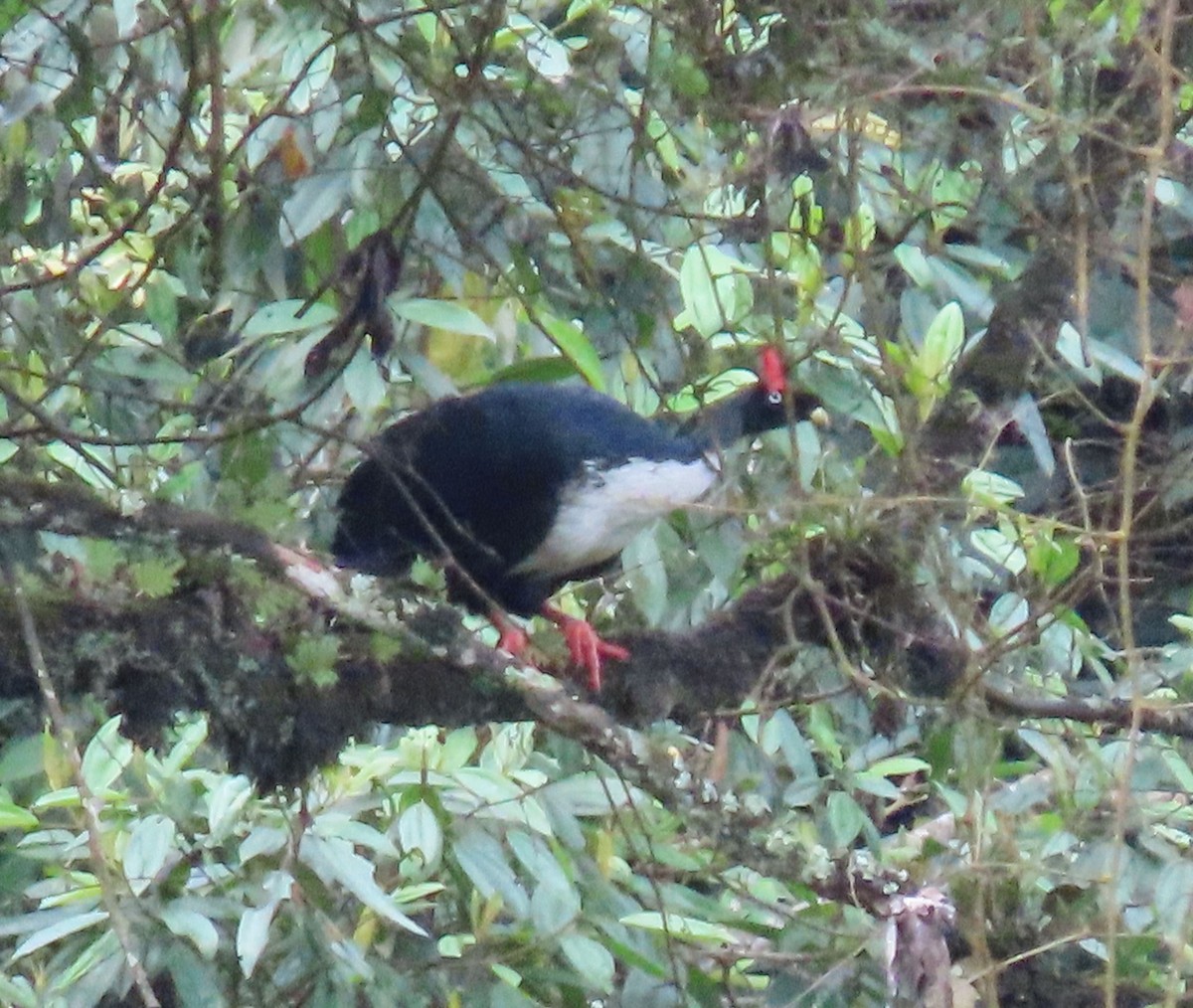 Horned Guan - ML622397532