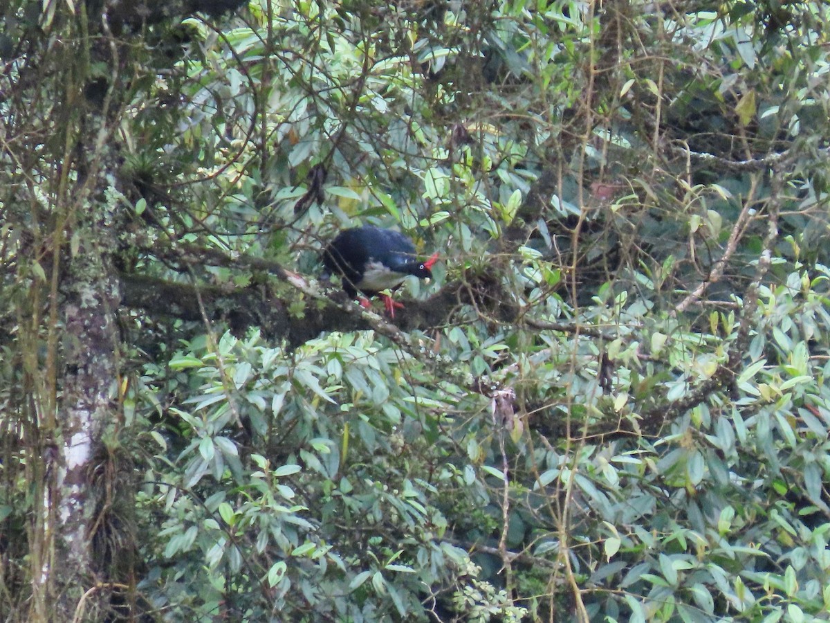 Horned Guan - ML622397533