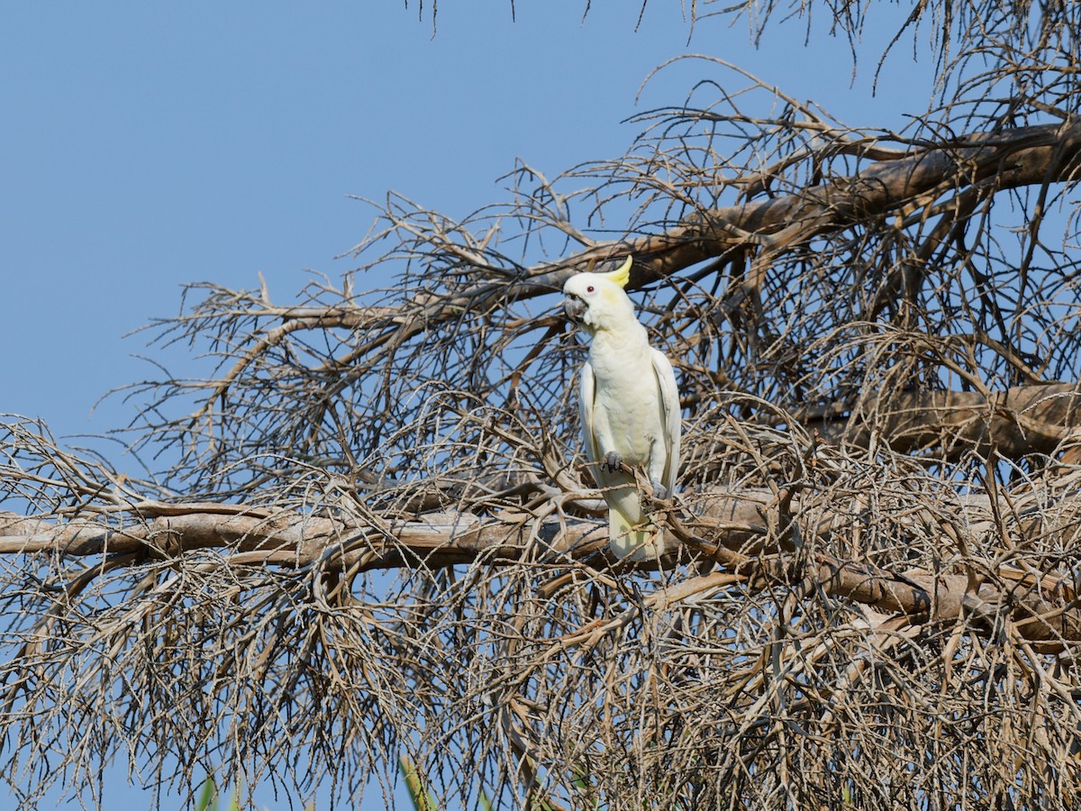 Yellow-crested Cockatoo - ML622397590