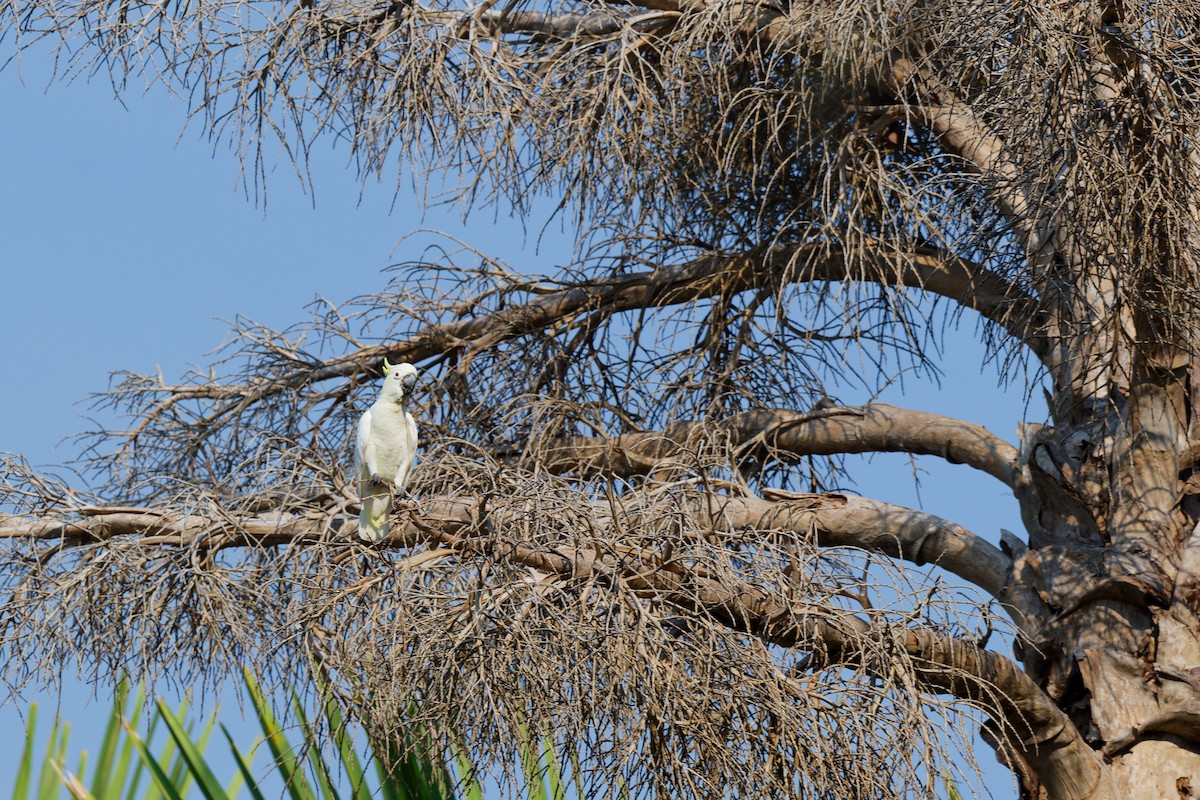 Yellow-crested Cockatoo - ML622397592