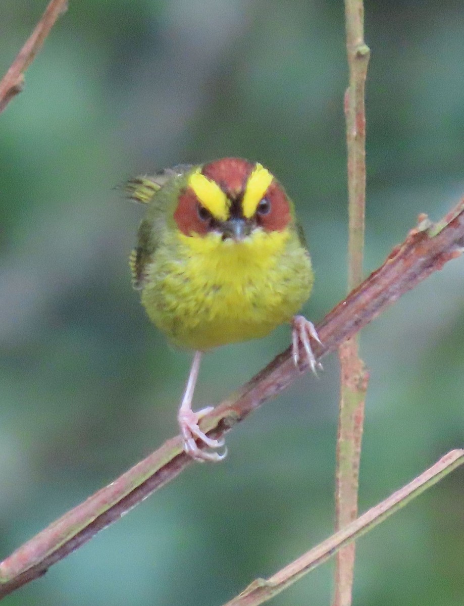 Golden-browed Warbler - ML622397623