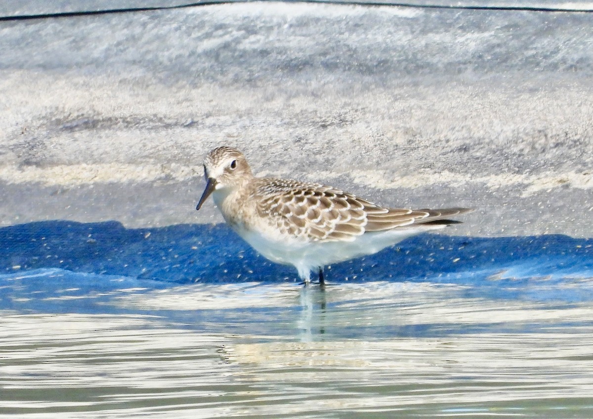 gulbrystsnipe - ML622397690