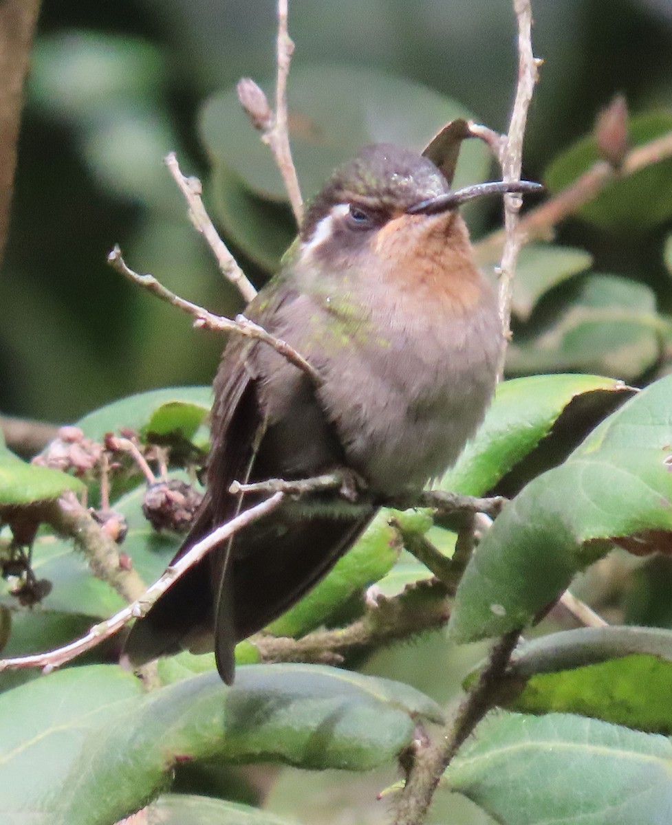 Amethyst-throated Mountain-gem - ML622397700