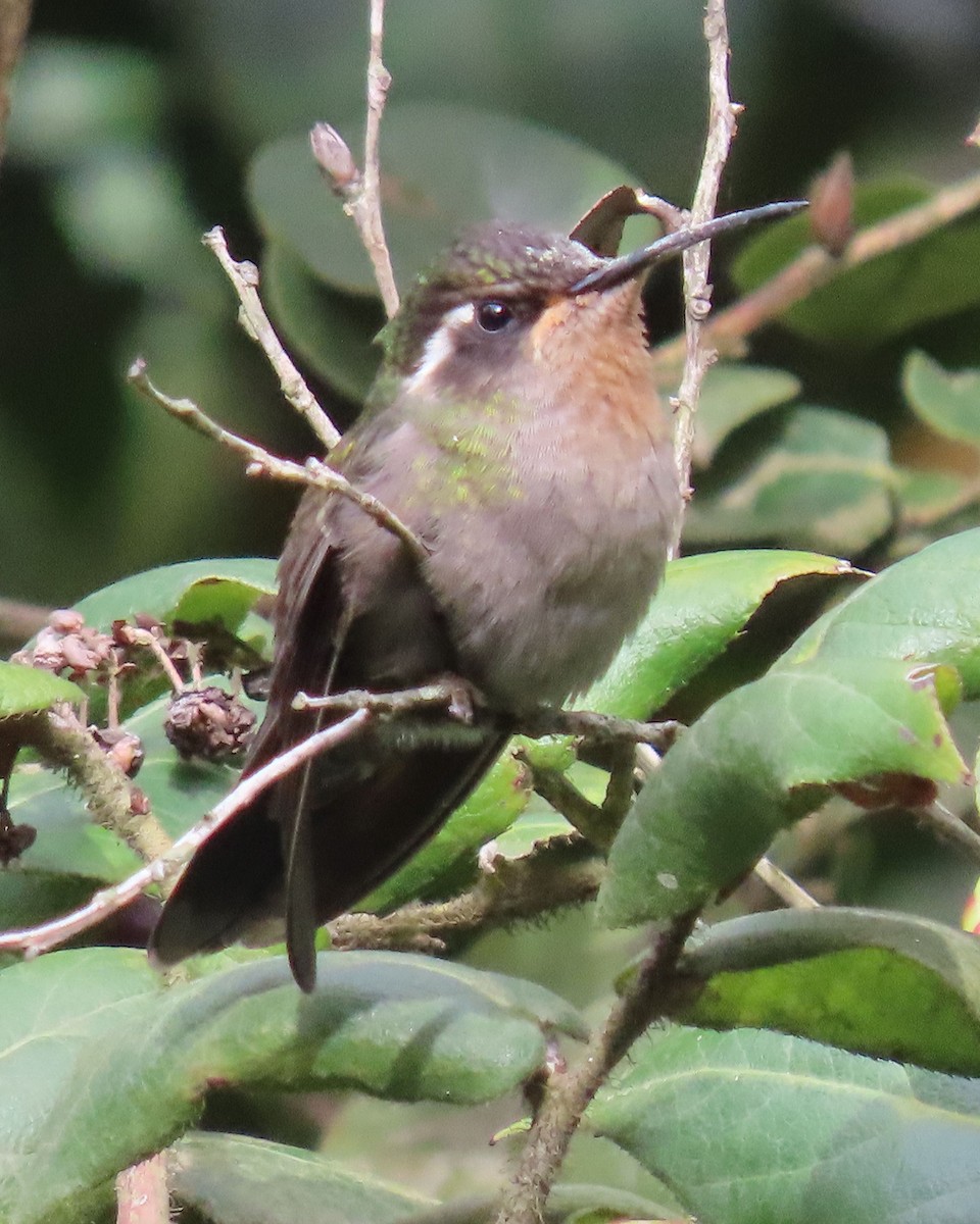 Amethyst-throated Mountain-gem - ML622397702