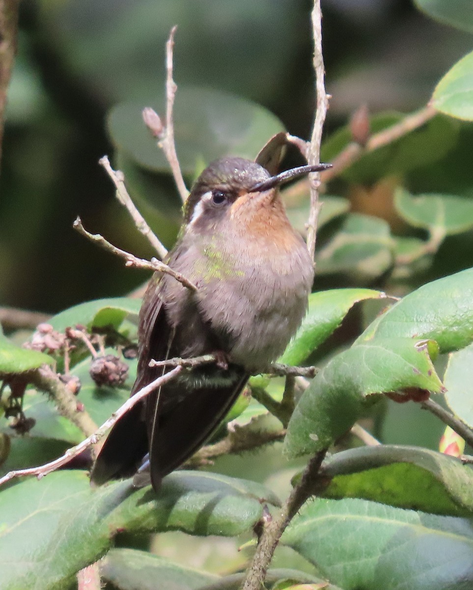 Amethyst-throated Mountain-gem - ML622397703