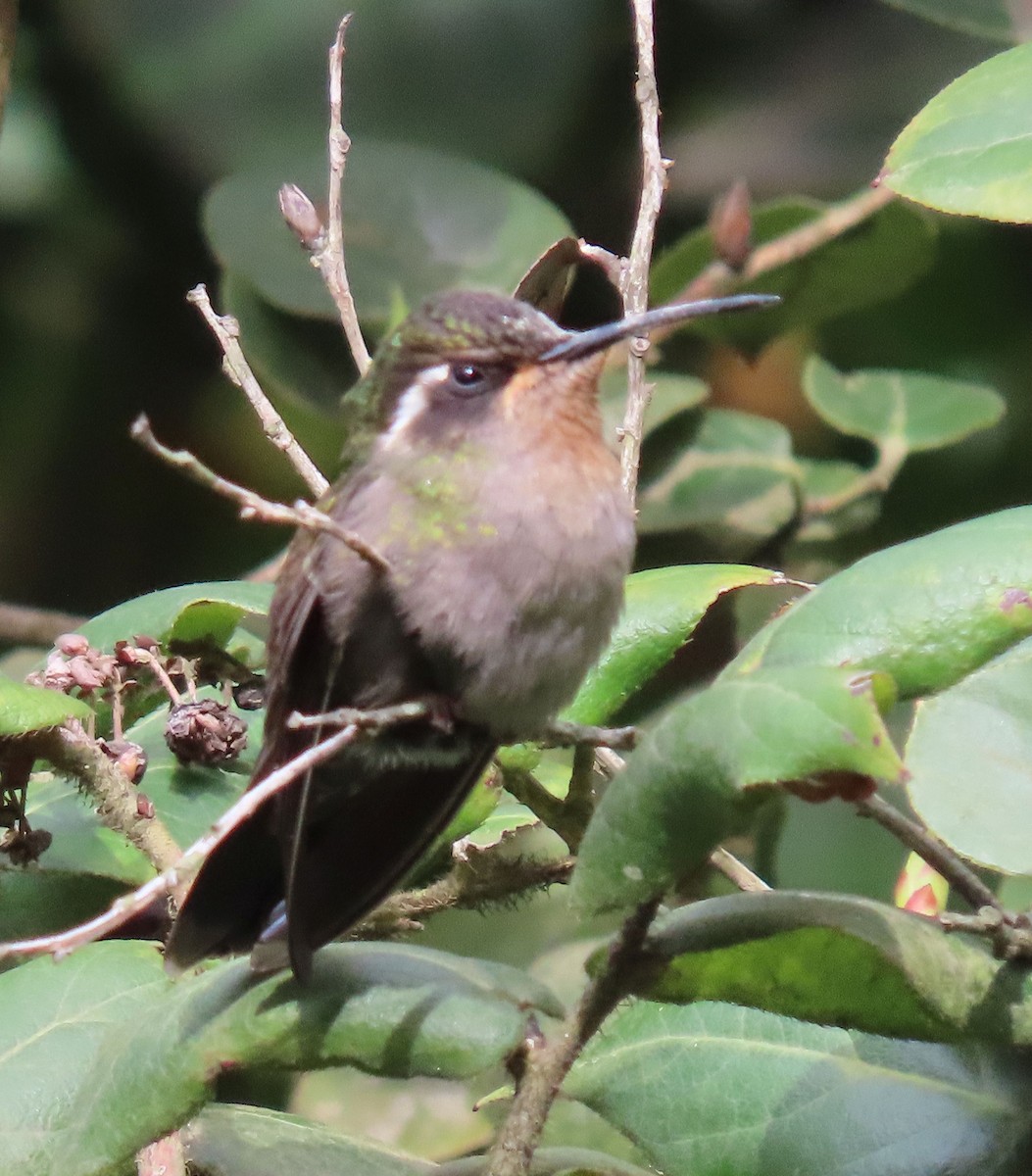 Amethyst-throated Mountain-gem - Thomas Brooks