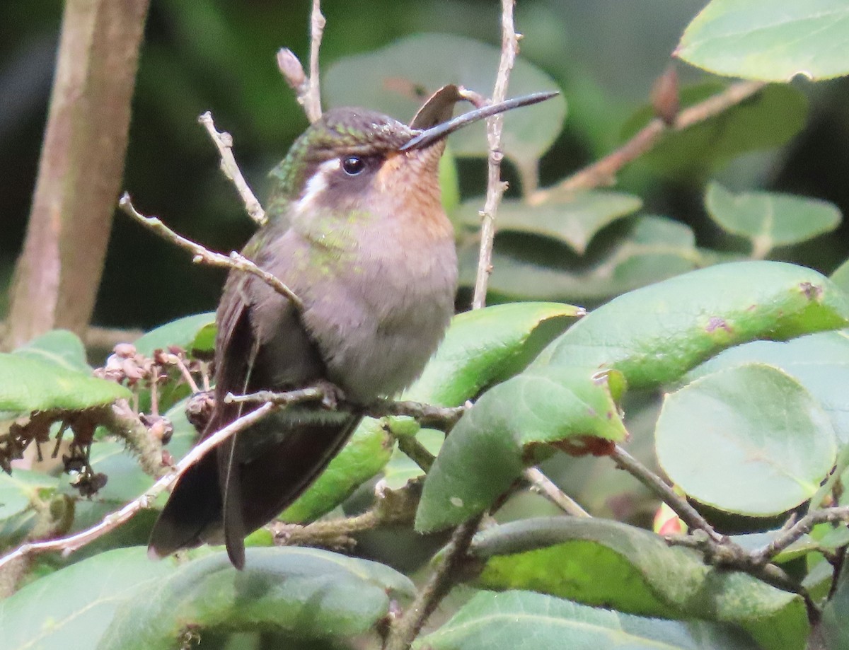 Amethyst-throated Mountain-gem - Thomas Brooks