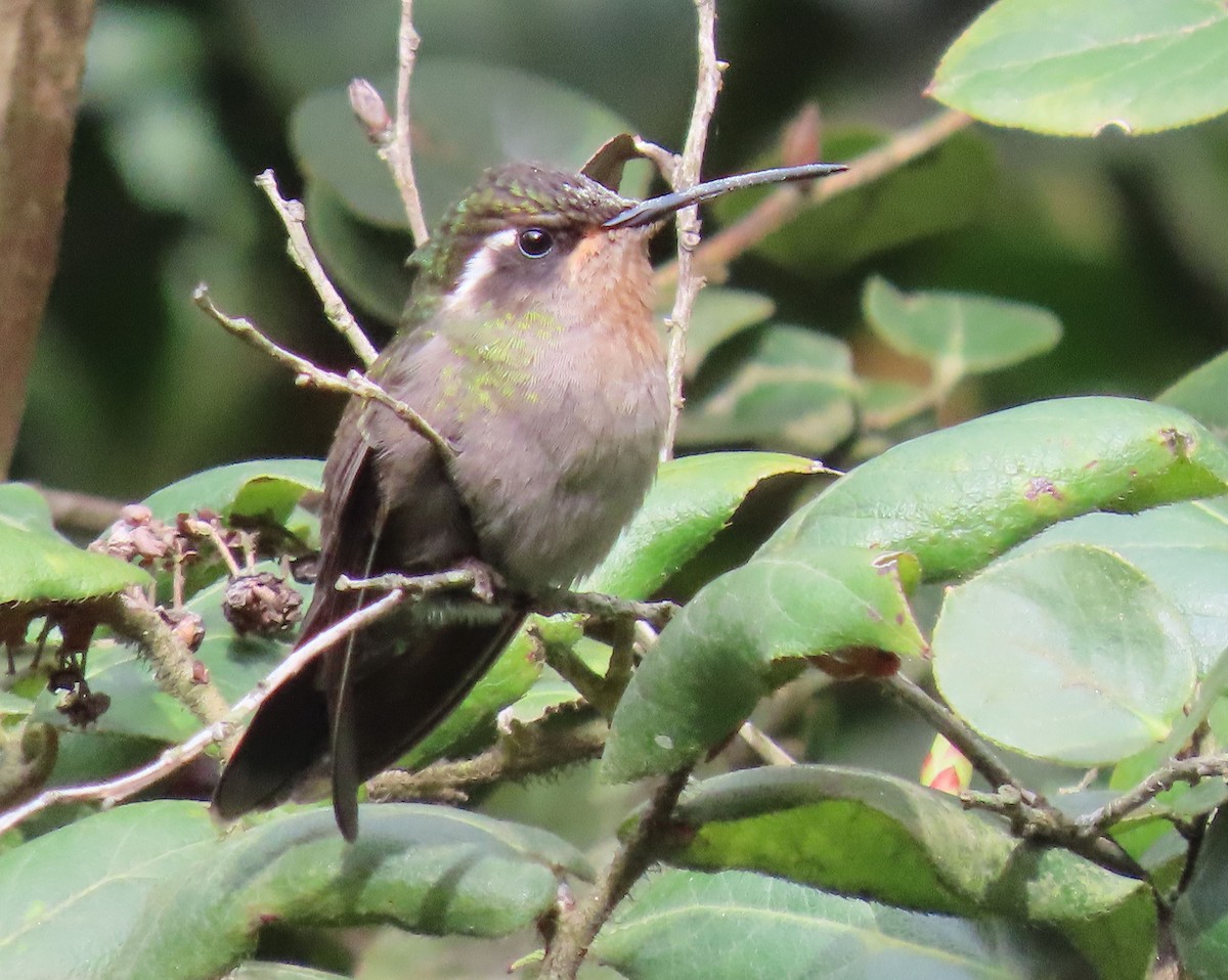 Amethyst-throated Mountain-gem - ML622397706